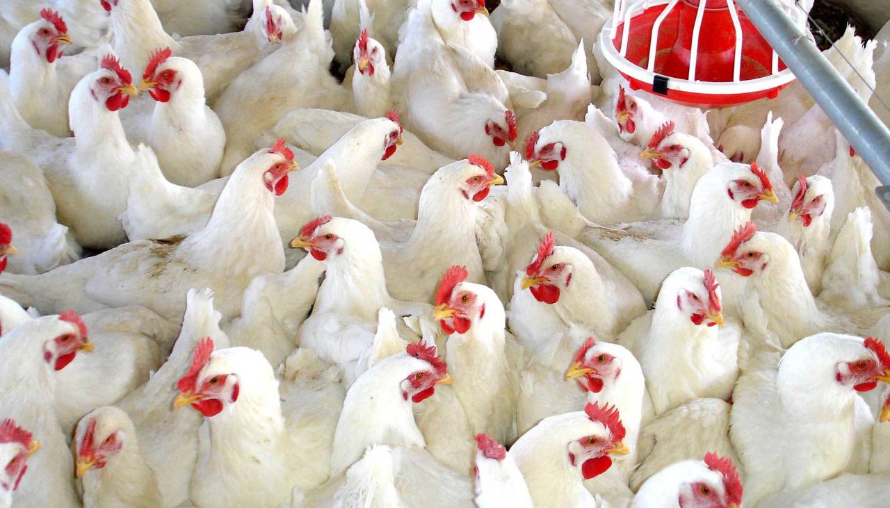 Avicultores: Bloqueos y falta de dièsel redujeron la producción de pollo