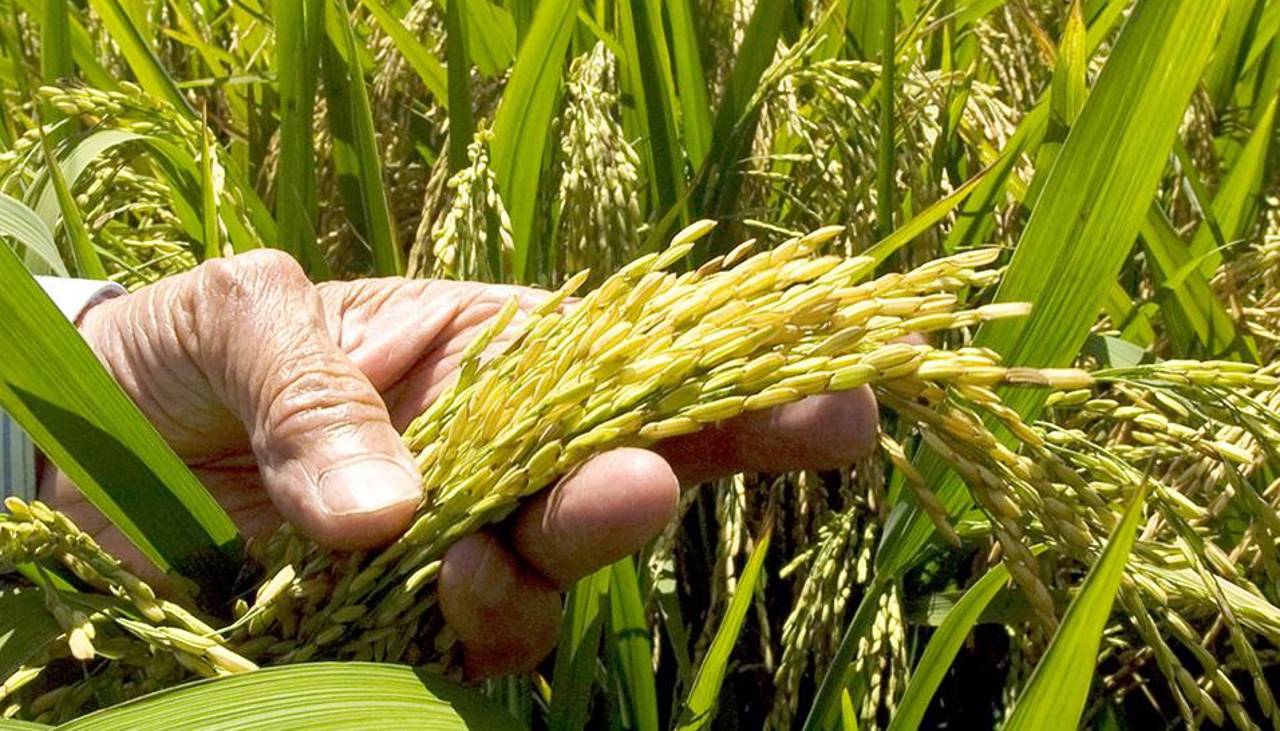 Falta de diésel: “De perderse la cosecha, no vamos a tener arroz este año”, advierte el sector arrocero