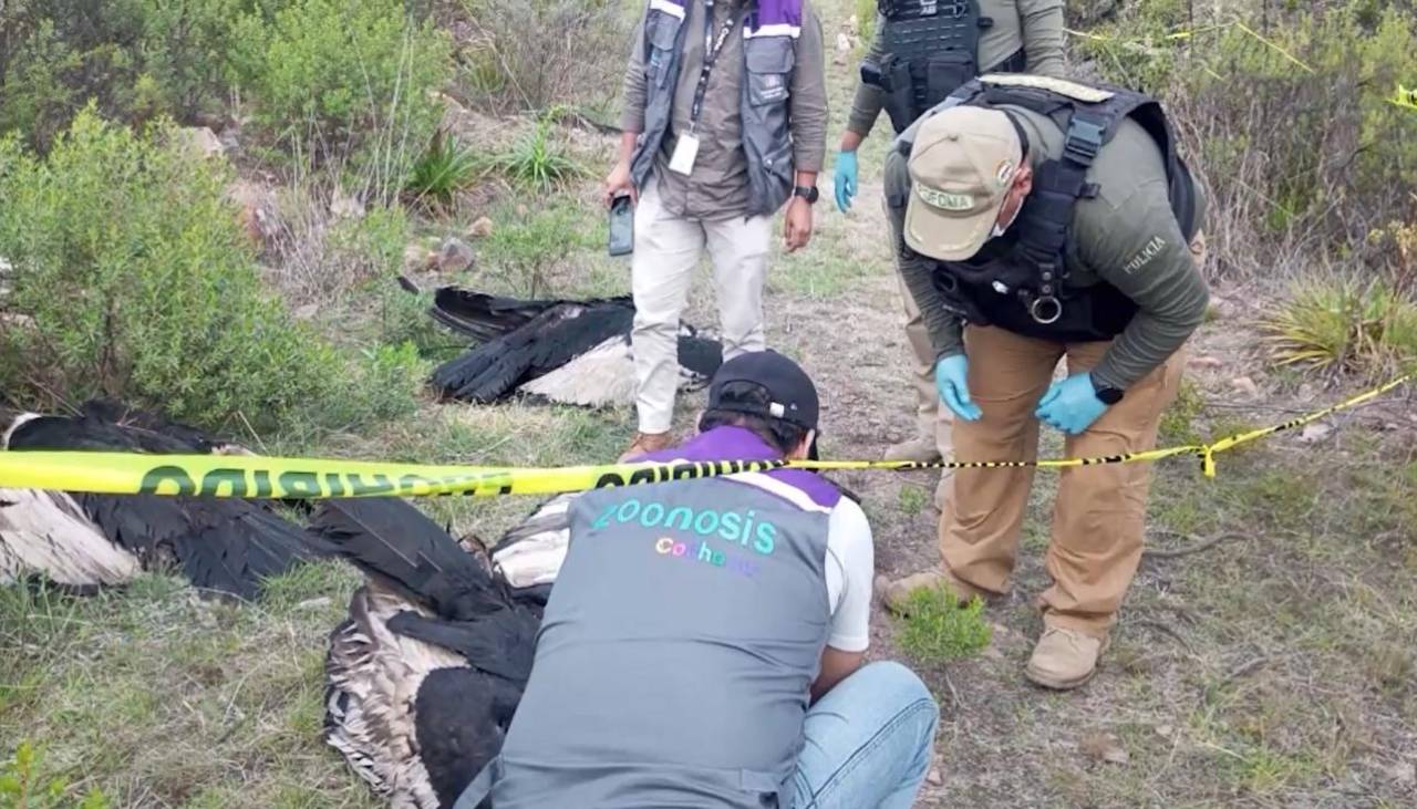 Hallan a cuatro cóndores muertos, se presume que comieron los restos de un perro que fue envenenado