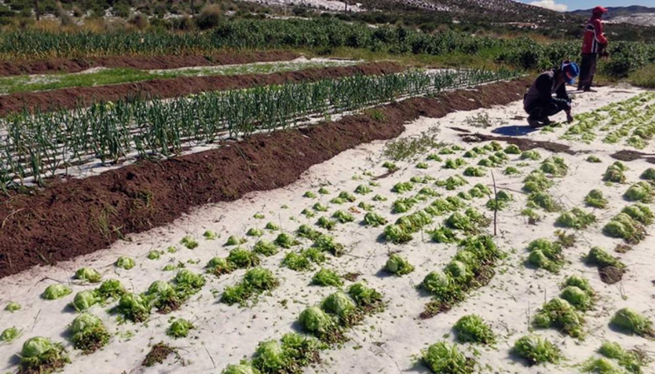 Defensa Civil reporta que 92 municipios se declararon en desastre natural por heladas 
