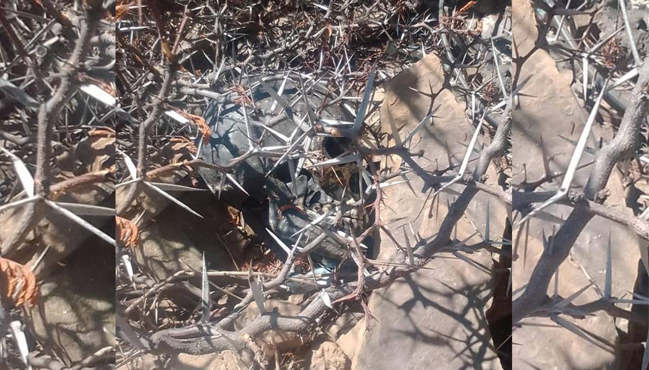 Hallan un cráneo humano pintado de negro y escondido entre espinas en plena vía pública