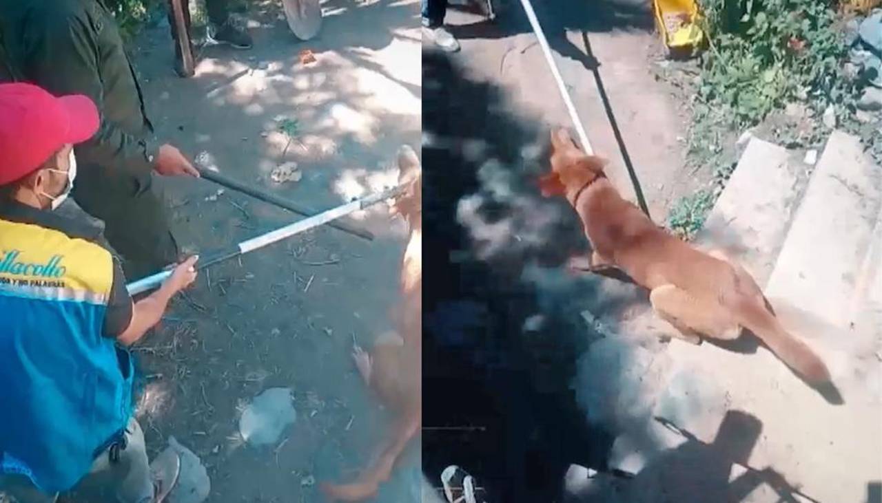 Emergencia en Vinto: un perro con rabia mordió al menos a 13 personas, señala el Sedes