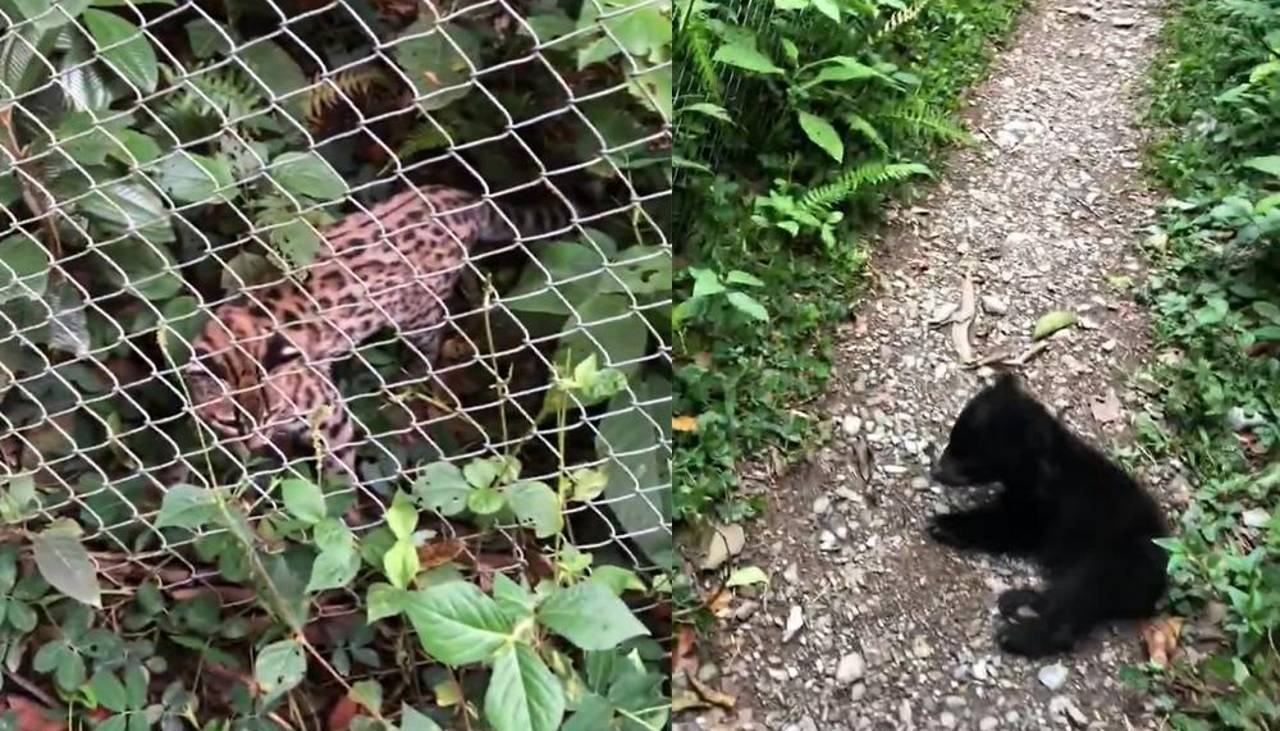 Revelan imágenes del gato Tilcayo jugando con una cría de oso jucumari en un refugio de los Yungas
