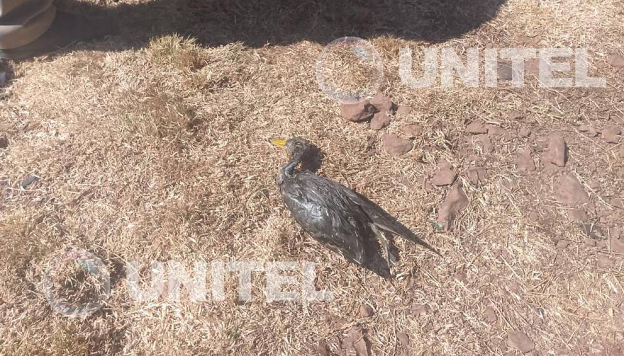 Derrame de aceite en el Titicaca comienza a afectar la diversidad de aves en el lago, denuncian pobladores de Desaguadero