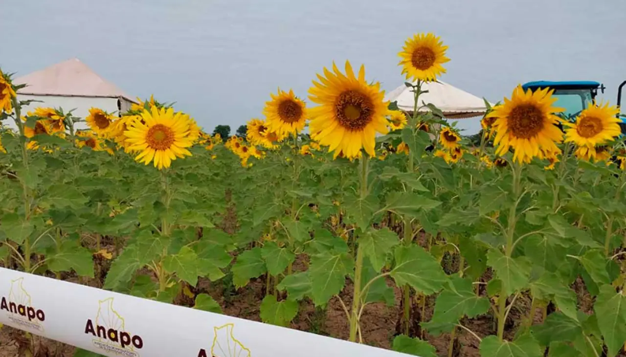 En el Día Nacional del Girasol, productores destacan su importancia y lo que genera de exportación para el país