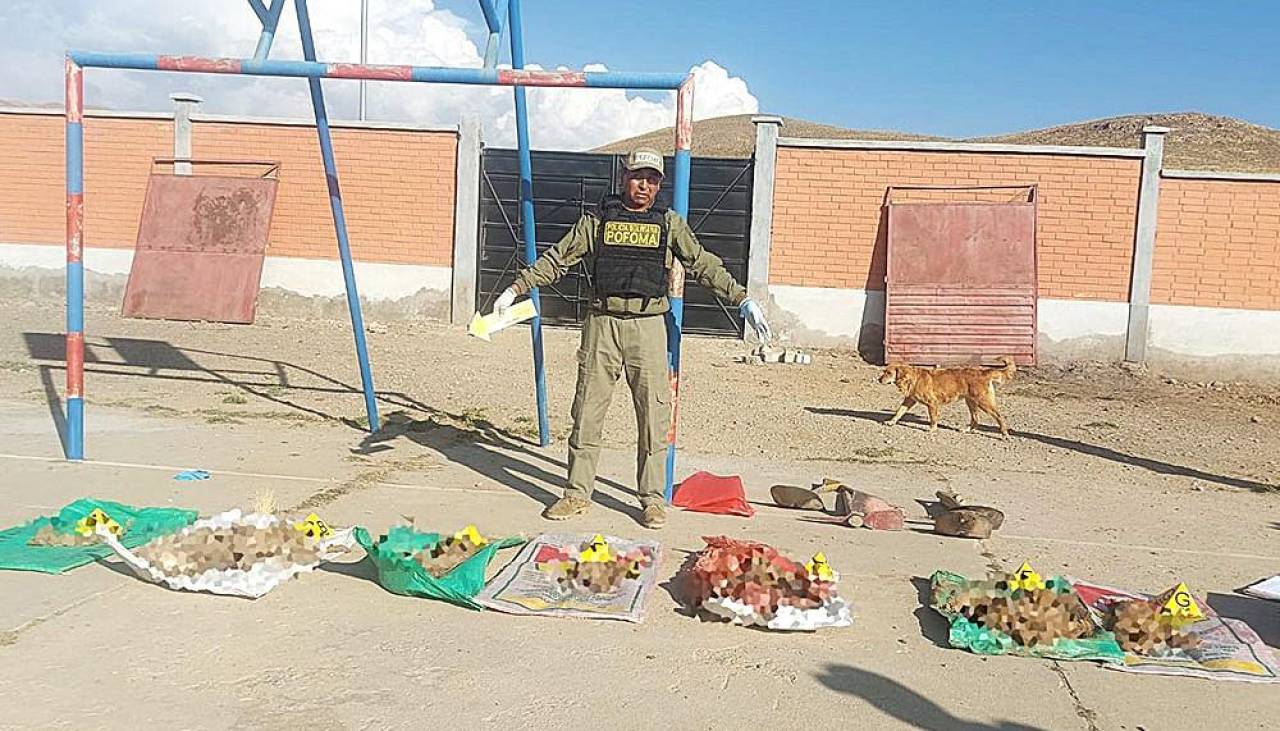 ¿Biocidio? Hallan restos de siete perros en el albergue municipal de Oruro