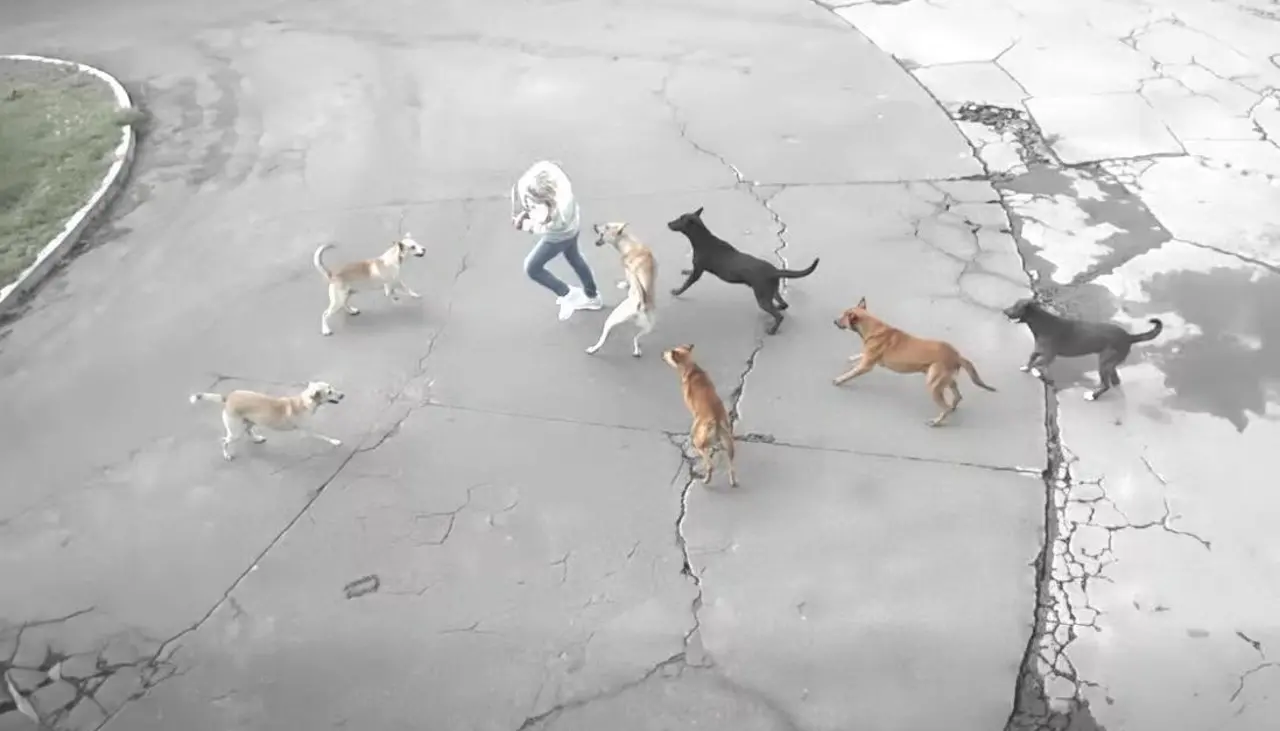 Video: Mujer es atacada por una jauría y un vehículo logra ahuyentar a los canes
