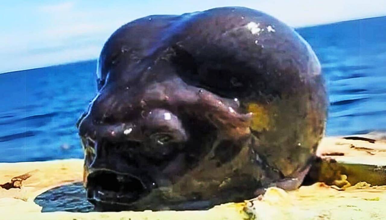 El ‘pez alíen’, el extraño hallazgo que sorprende en Rusia 