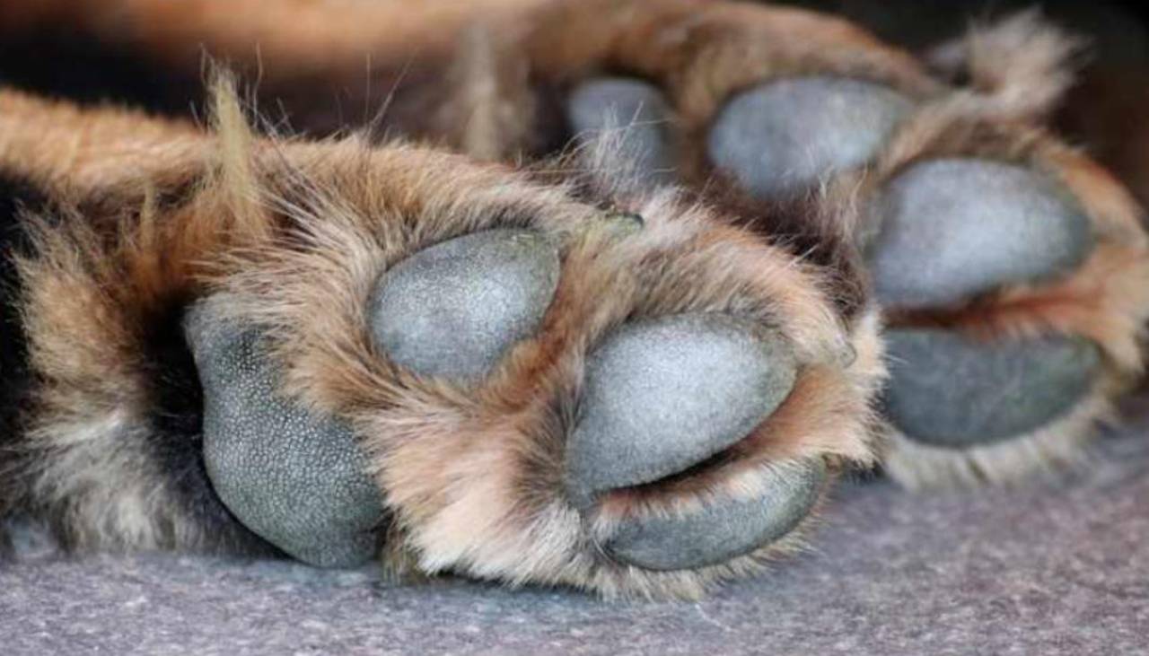Fiscalía abre investigación por biocidio tras confirmarse venta de carne de perro en El Alto durante los bloqueos