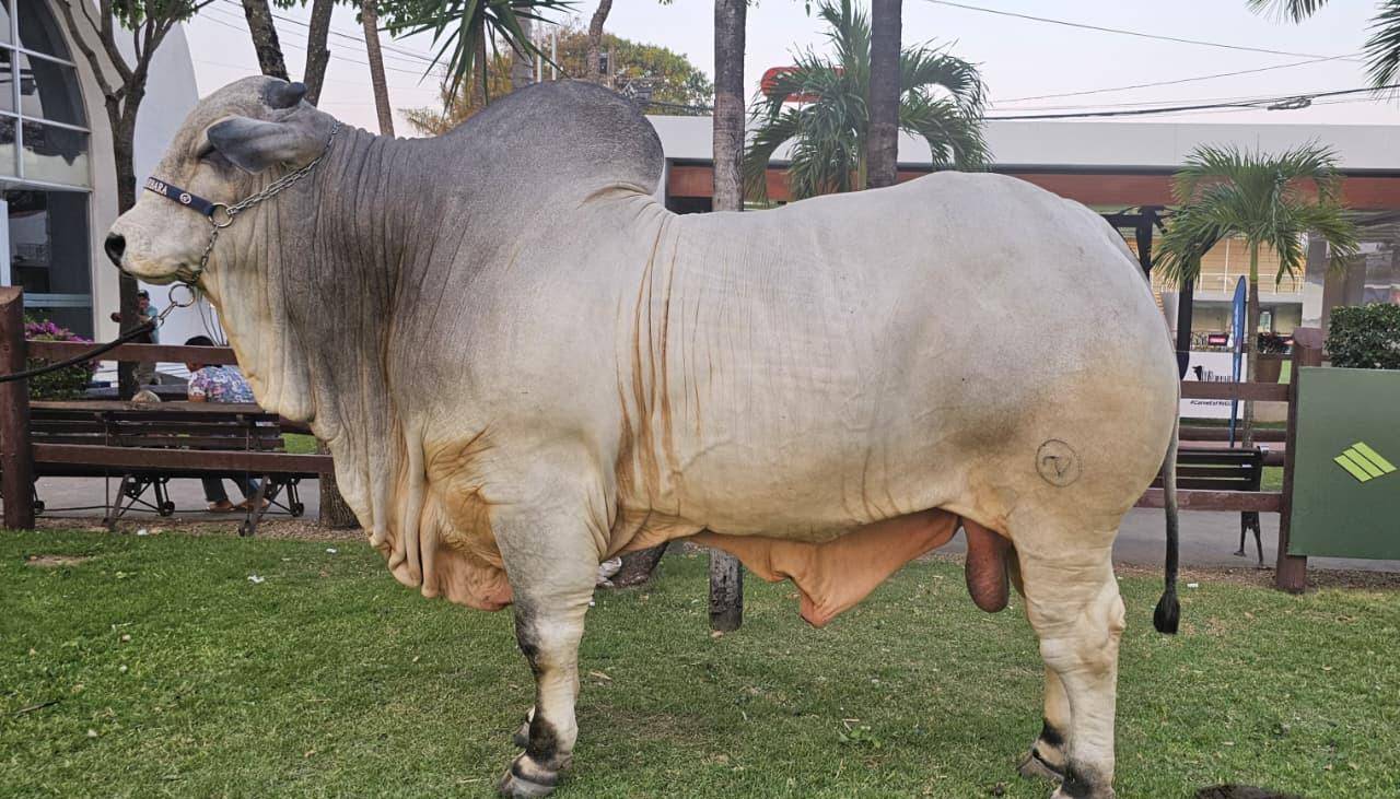Venden el 50% de Teo FIV, el toro más pesado de Expocruz 2025