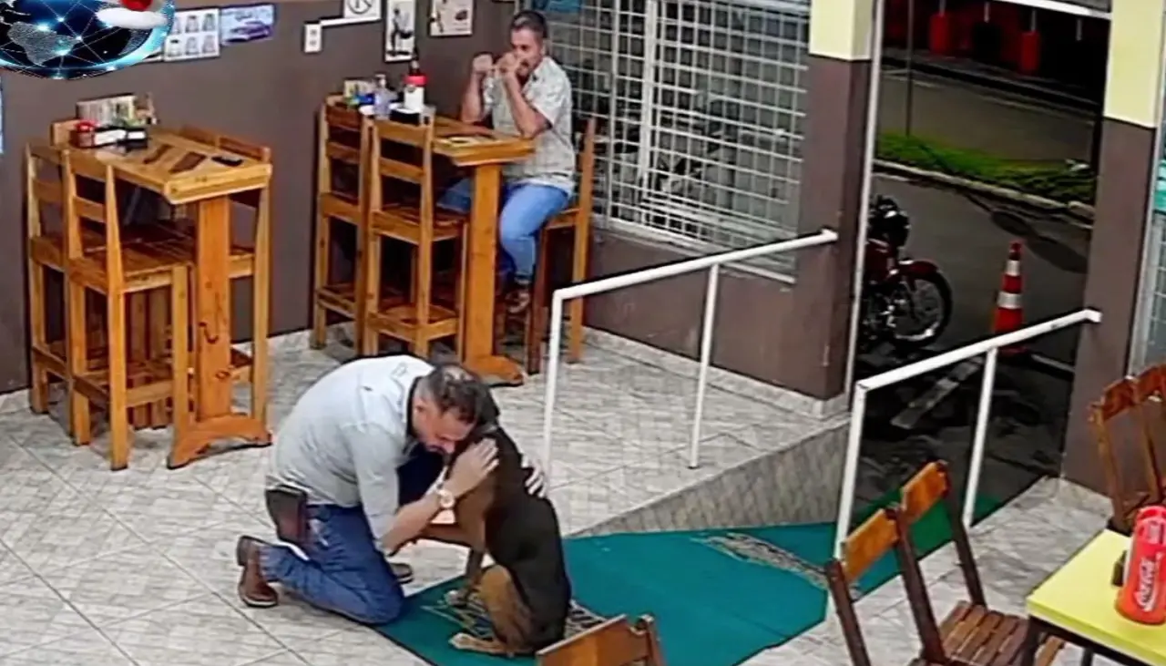 Toddy, el perro callejero que pide abrazos pero se niega a ser adoptado