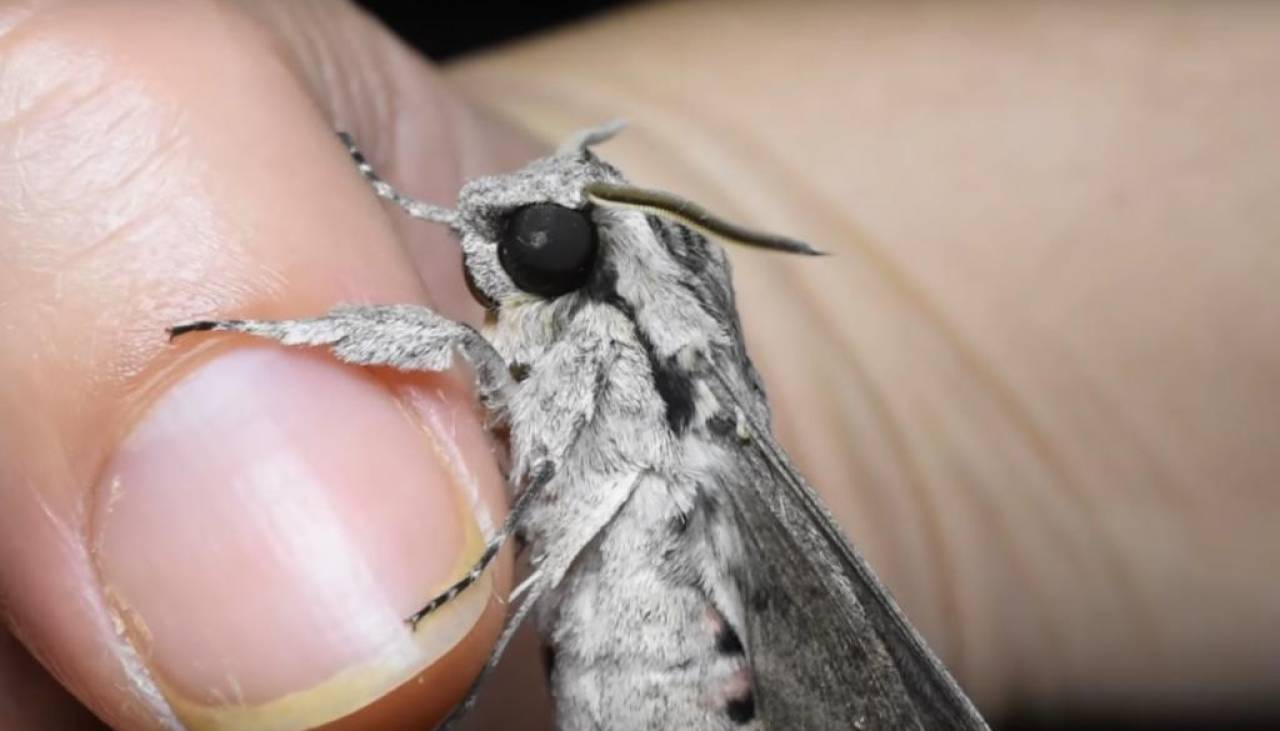 Plaga de mariposa nocturna afecta producción de seis municipios de Chuquisaca