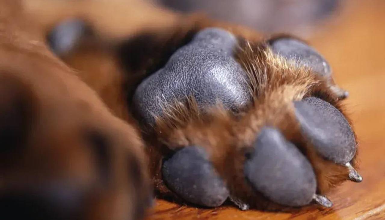 Investigan presuntos tratos crueles contra ocho cachorros de Potosí