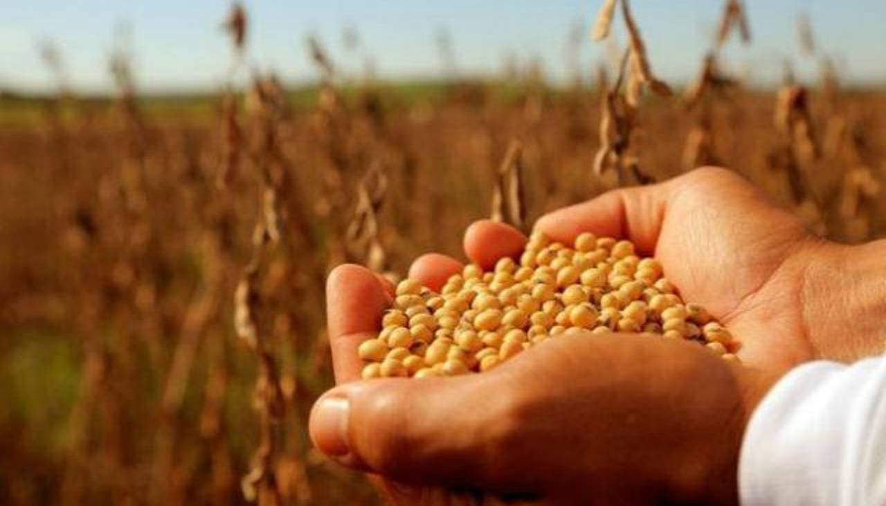 Anapo denuncia que el Gobierno tiene suspendida la exportación de soya este año