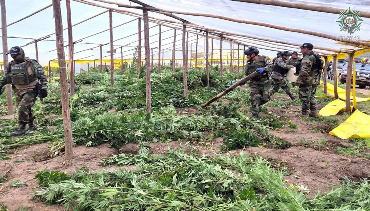 Destruyen 20 viveros y 71 toneladas de marihuana en una comunidad al norte de Potosí