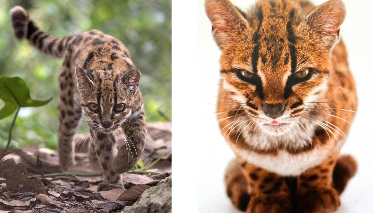 Naturaleza boliviana sorprende al mundo con una nueva especie de felino descubierta en más de 100 años