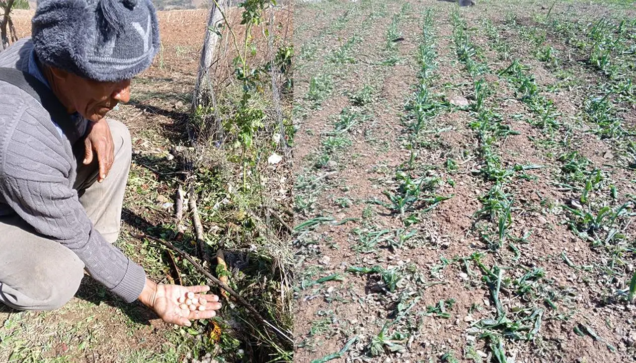 Cochabamba: Fuerte granizada afecta a varias comunidades y sembradíos de Vila Vila