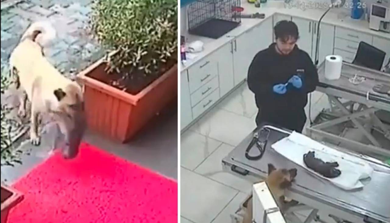 Video: Un perro llevó a su cachorro moribundo al veterinario y así le salvaron la vida 