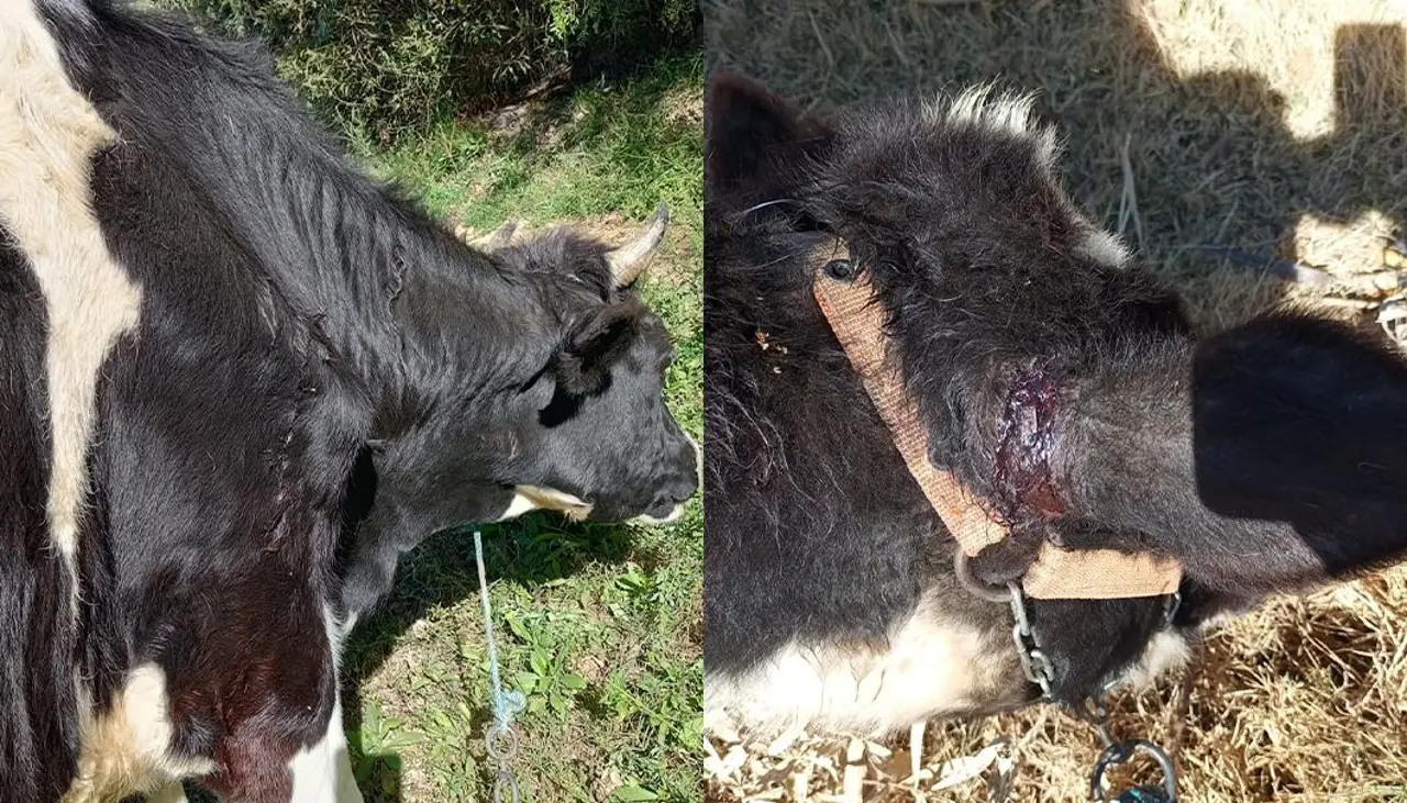 Murciélagos atacan ganado en Sipe Sipe: Reportan mordeduras y hay alerta en la zona