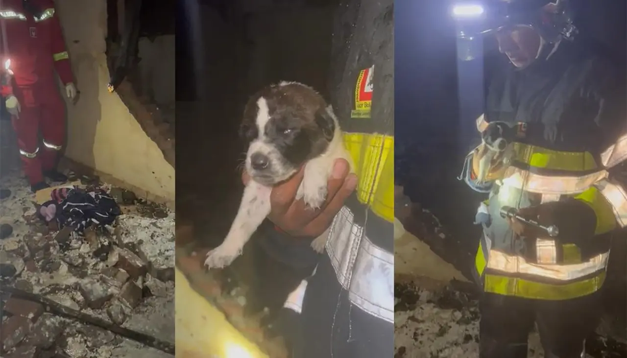 ¿Un milagro? Hallan a un cachorrito que sobrevivió a la explosión de una garrafa en una habitación