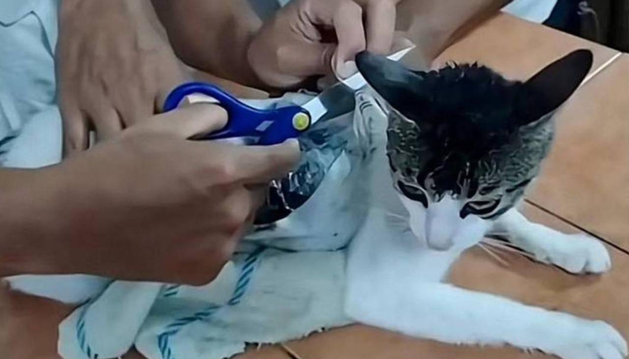 Video: Atrapan a un gato que era usado para ingresar droga a una cárcel 