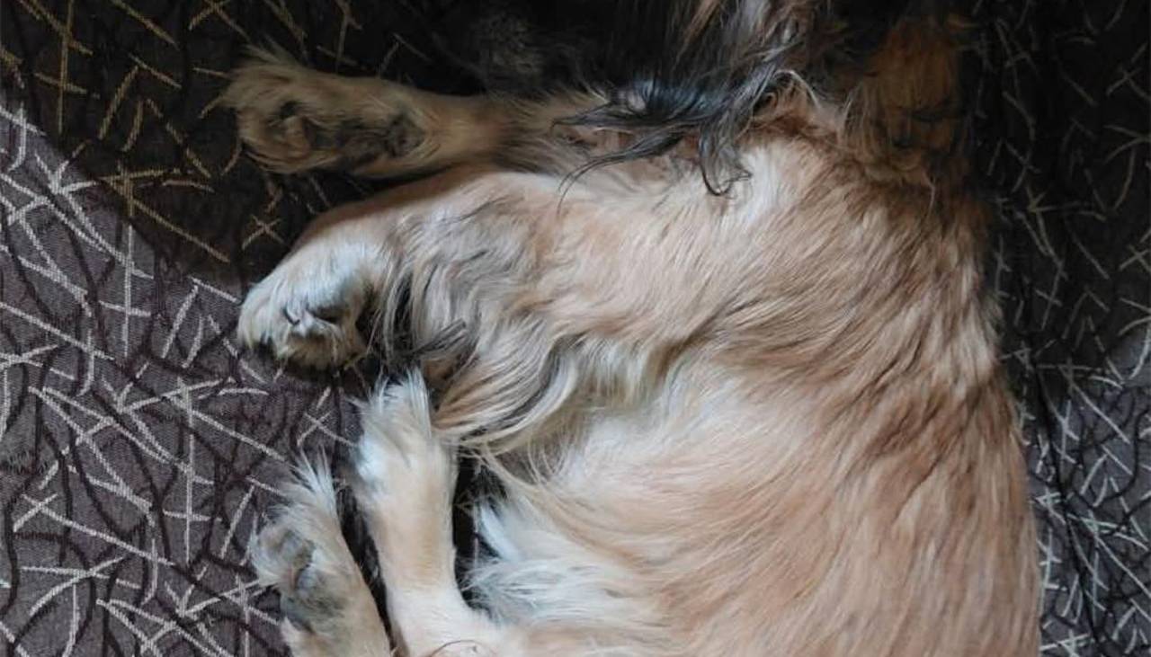 ¡Indignante! Hombre pisa la cabeza de una perrita que se asomaba por debajo de la puerta de una casa 