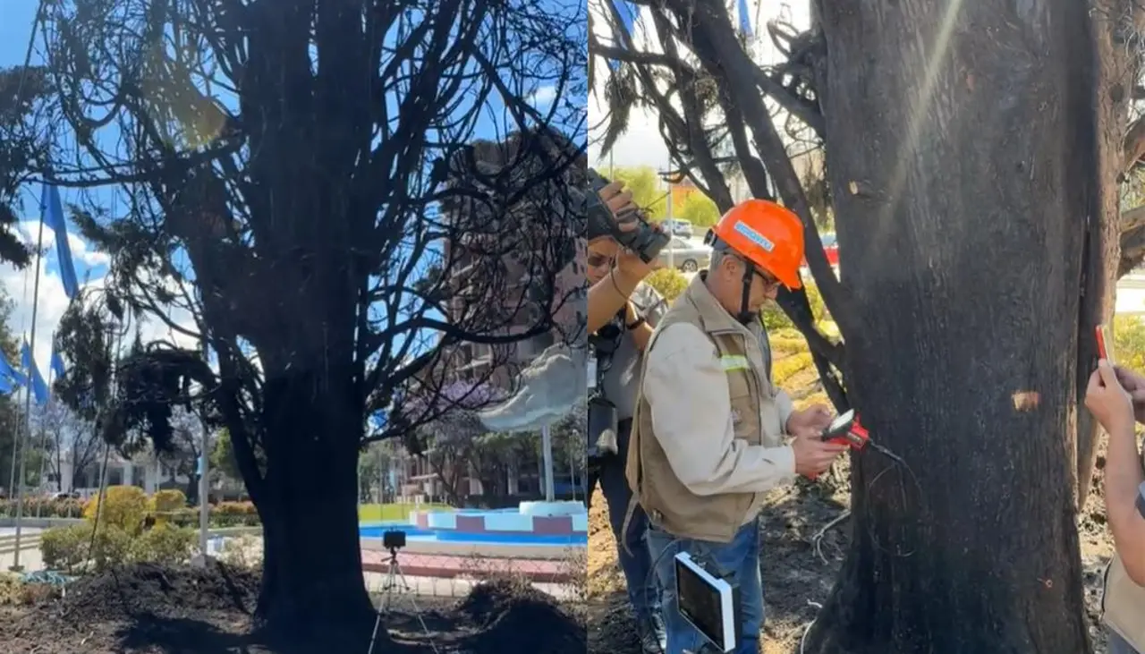 Ciprés que se quemó en la Plaza de las Banderas no podrá ser recuperado