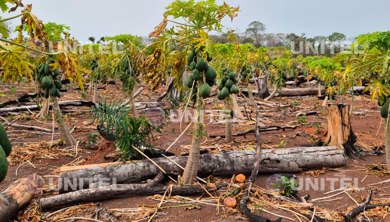 Cenizas y humo afectaron plantaciones de papaya en la comunidad Cañón, en Guarayos 