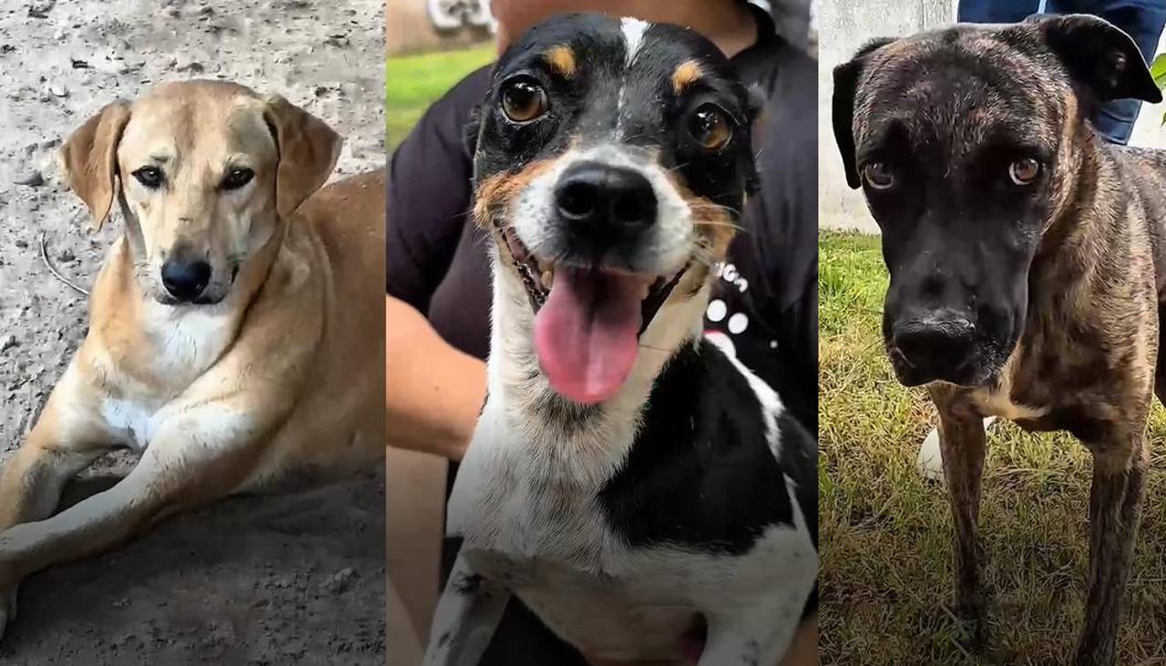 Lanzan campaña de adopción de perritos, conoce dónde y cuándo se realizará esta actividad