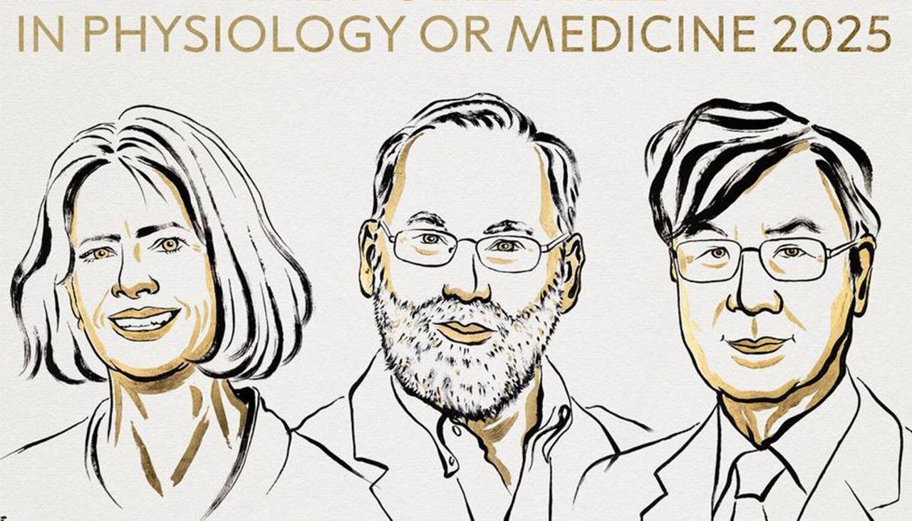 Nobel Medicina para Brunkow, Ramsdell y Sakaguchi por tolerancia inmunológica periférica