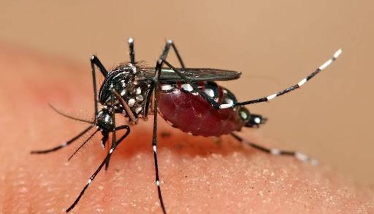 “Las labores de control de reproducción del mosquito han fallado”, dice experto ante casos de chikungunya en Santa Cruz