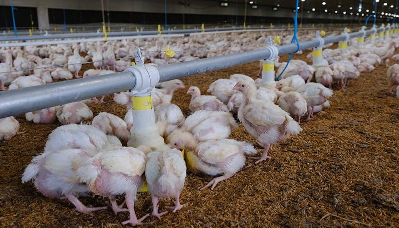 Agropecuarios piden al Gobierno mirar a intermediarios y cuestionan que se los señale por subida de precio del pollo