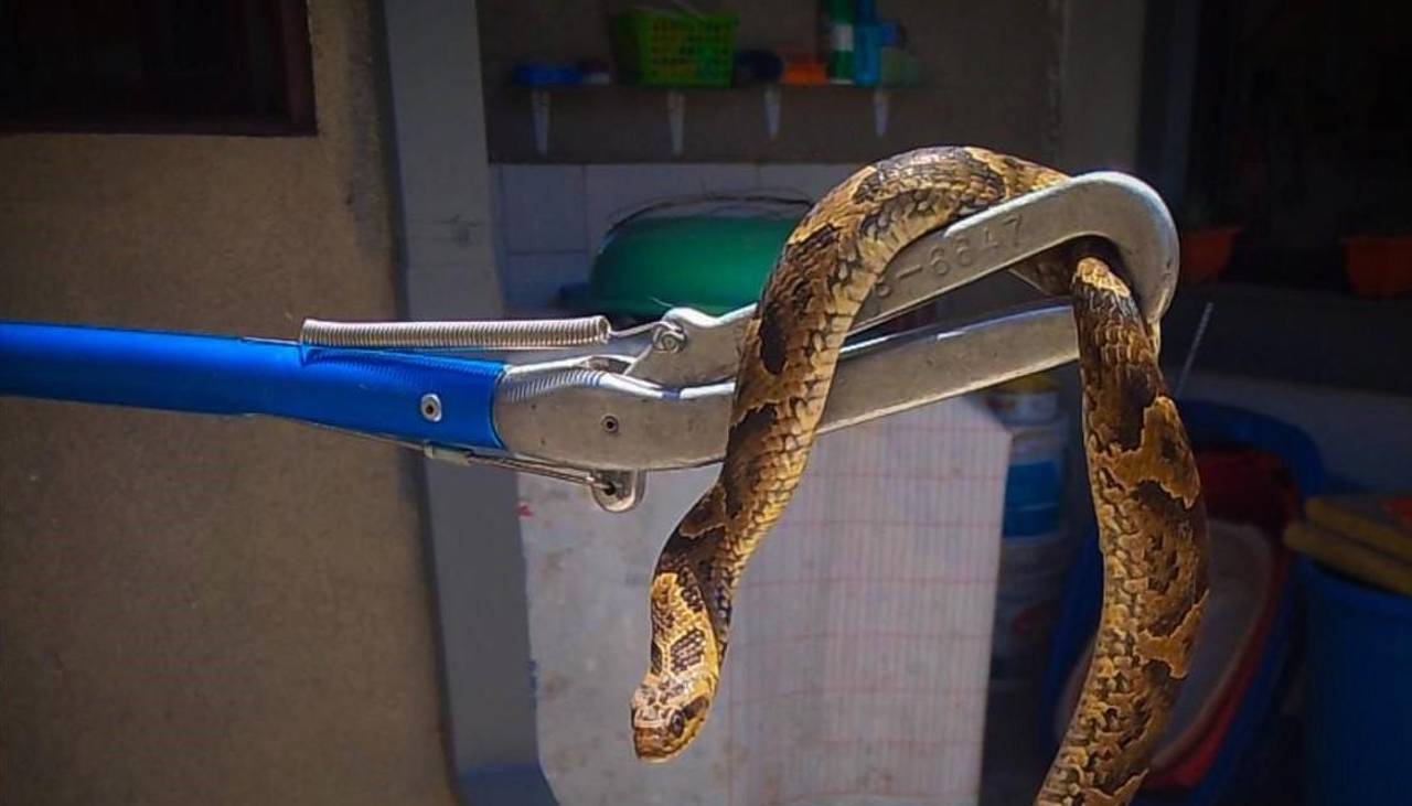 Rescatan a una víbora en una casa en Cochabamba