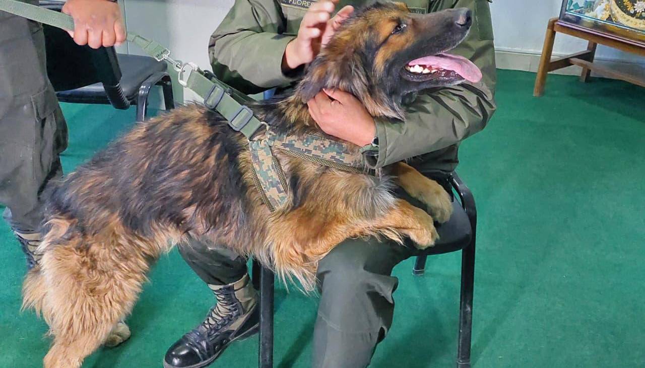 Rex, “el perrito desbloqueador” será ascendido a sargento de Policía y recibe entrenamiento