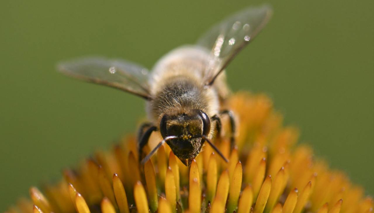 Con el sol cubierto por la humareda, las abejas se pierden y mueren, advierte apicultor en Cochabamba