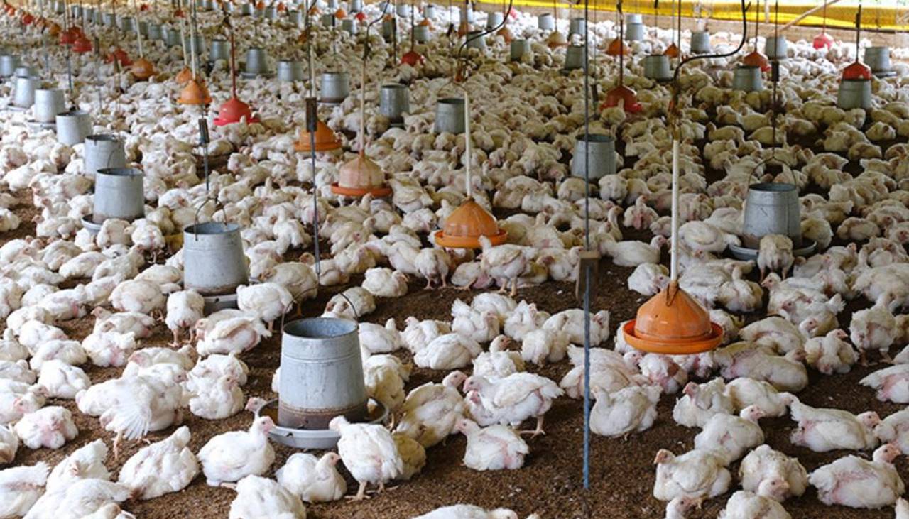 “Sin combustible no habrá producción ni comida”, advierten productores avícolas de los valles cruceños