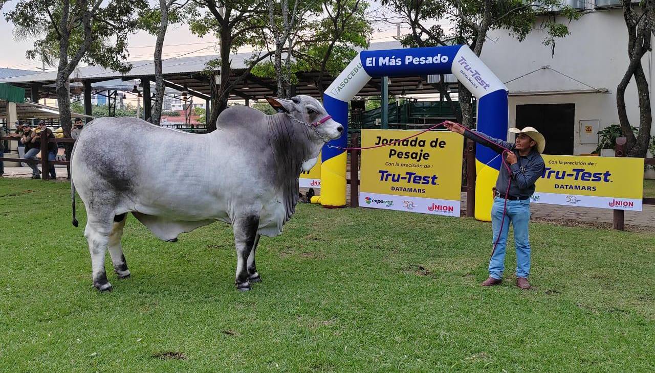 Con 1.180 kilos, Pradesh FIV Trébol es el toro más pesado de Expocruz 2024