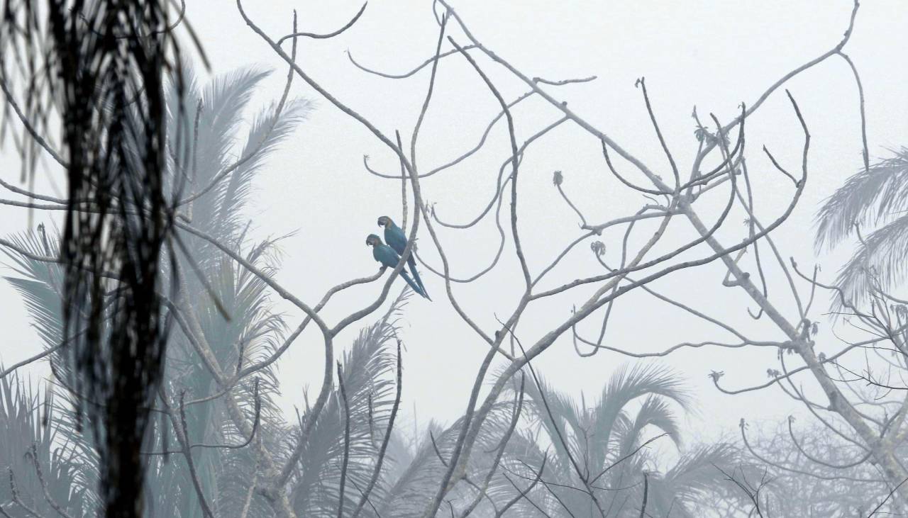 Miles de animales y especies endémicas han muerto por los incendios forestales en Bolivia, alerta el Observatorio Bosque Seco Chiquitano