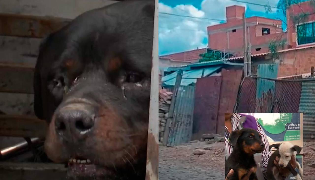 Dos perros de raza rottweiler matan a otro can en un criadero clandestino