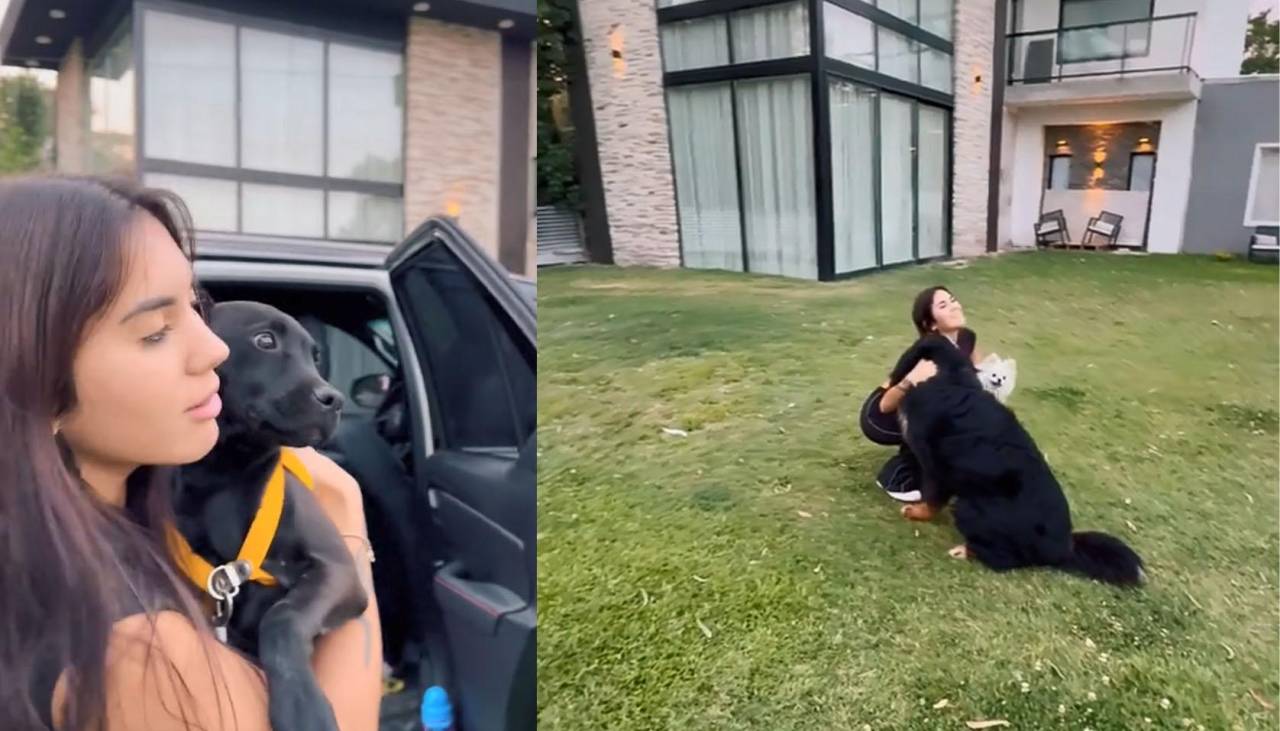 La viral reacción de las mascotas de una mujer tras llevar a su casa una perrita que adoptó 