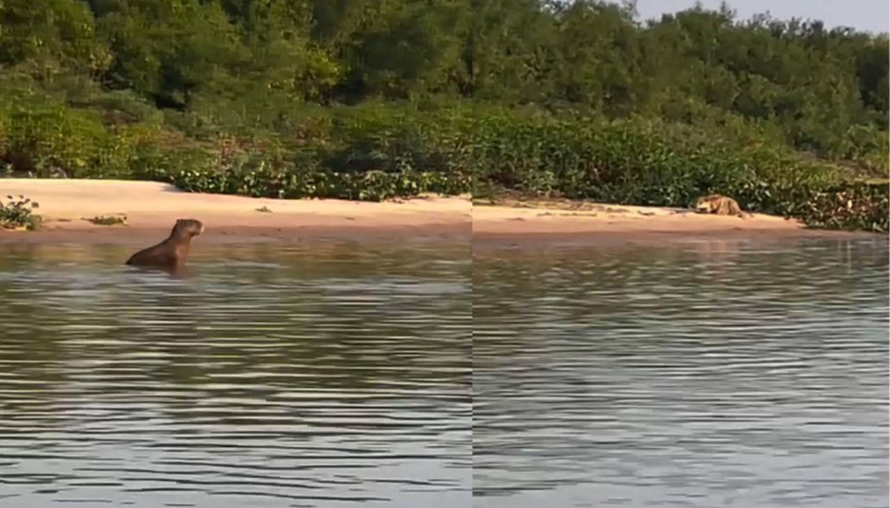 Video: Capibara sorprende al escapar del ataque de un jaguar