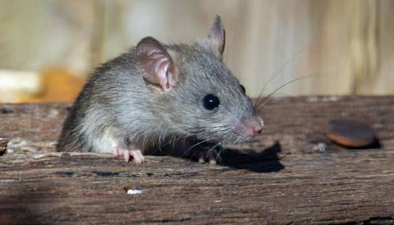Hantavirus: Epidemiólogo del Sedes señala que la cepa Andes no circula en Bolivia 