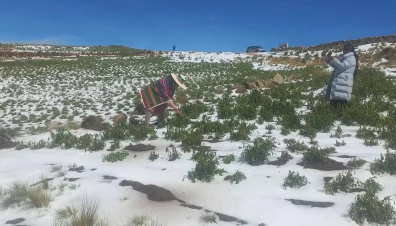 Granizadas afectan más de 230 hectáreas de cultivos en cinco municipios de Potosí