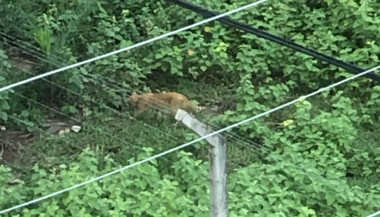 Vecinos reportan la presencia de un “puma” en la zona norte de la capital cruceña