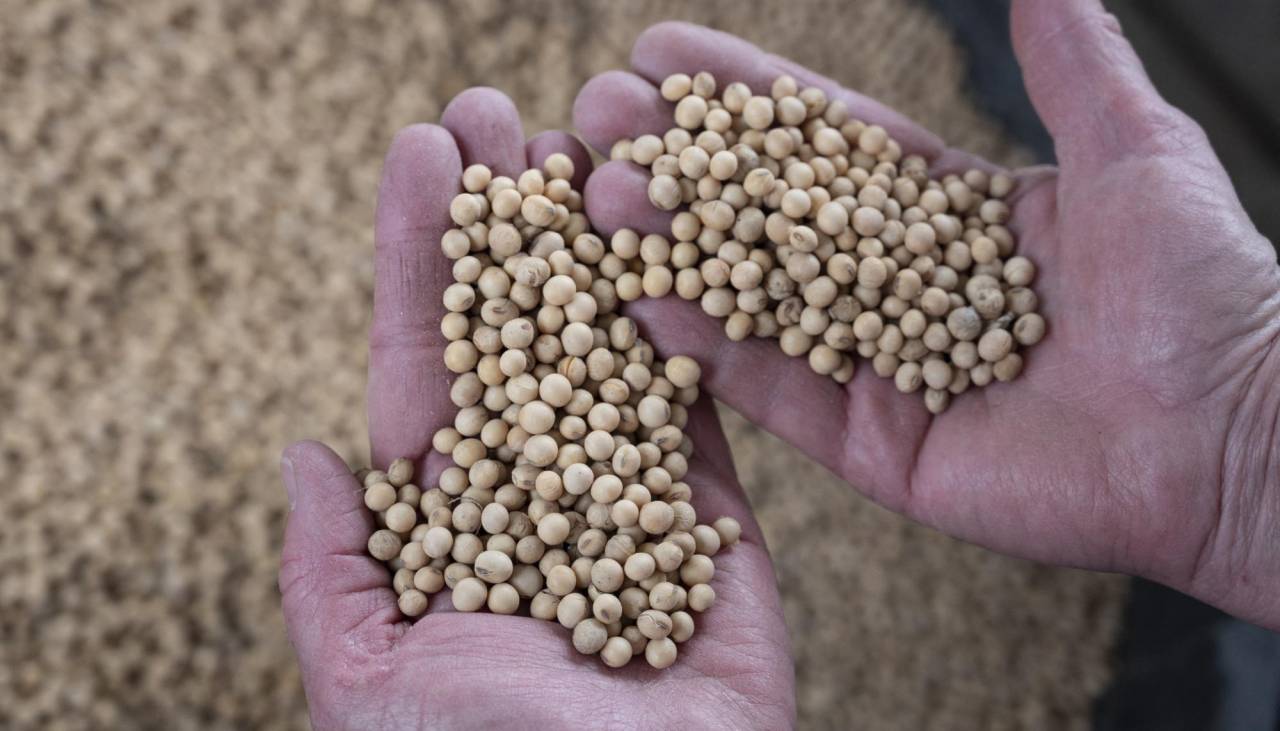 INE: Exportación de soya cae al 63,9% y sus derivados un 33,3% en términos de valor al mes de agosto 