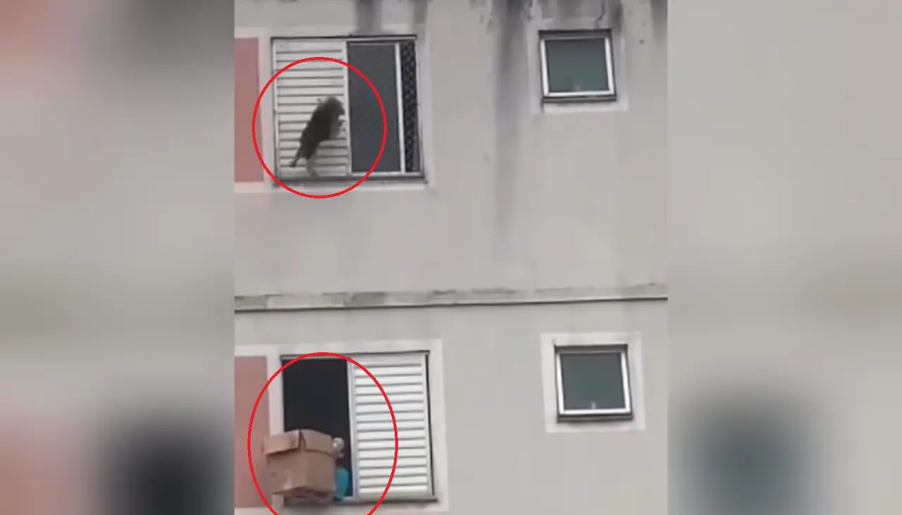 Impresionante video: Una perrita cae de un edificio, pero una heroína la salva con una cajón