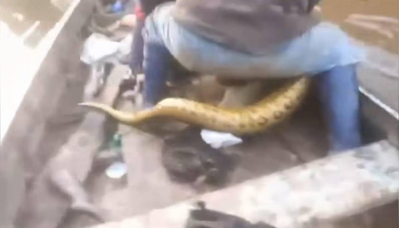 Video: Un pescador que estaba en una canoa es atacado por una sicurí