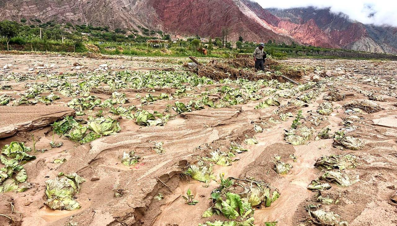 Luribay: El 70% de los cultivos de lechuga, tomate, maíz y durazno están bajo el lodo y hay una ruta troncal colapsada