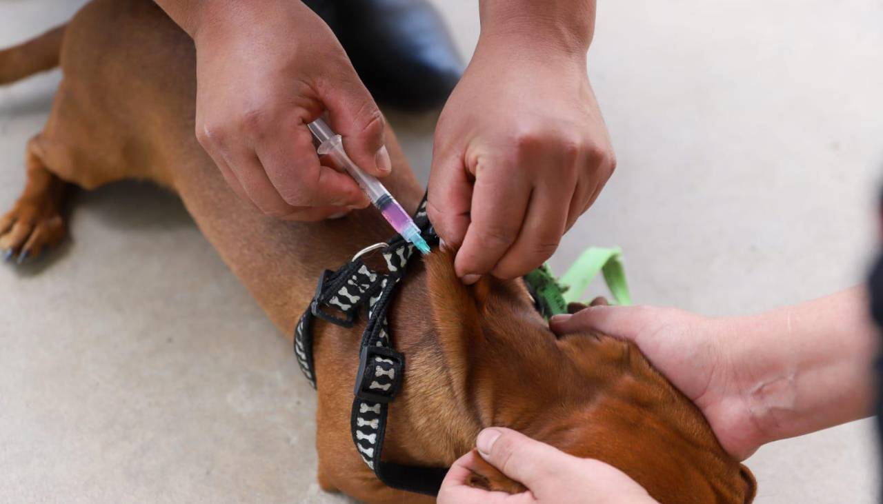 Campaña antirrábica: Alcaldía de Cochabamba anuncia sanciones a dueños de mascotas que no sean vacunadas