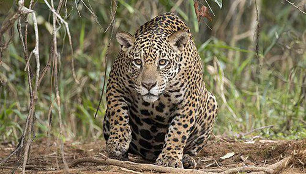 Tribunal Agroambiental exige justicia por muerte de jaguar en Beni y ratifica medidas cautelares de protección